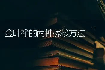 金叶榆的两种嫁接方法