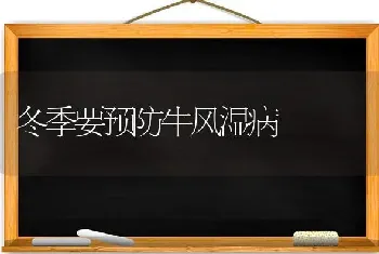 冬季要预防牛风湿病