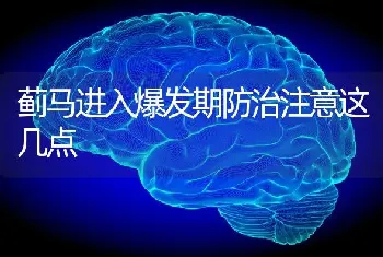 蓟马进入爆发期防治注意这几点