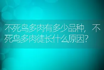 不死鸟多肉有多少品种