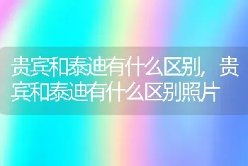 贵宾和泰迪有什么区别,贵宾和泰迪有什么区别照片