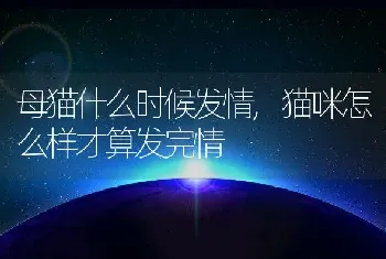 母猫什么时候发情