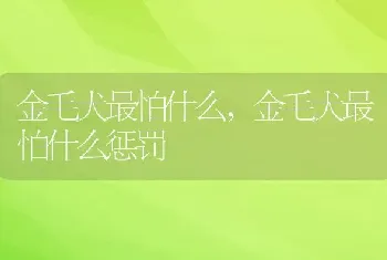 金毛犬最怕什么,金毛犬最怕什么惩罚