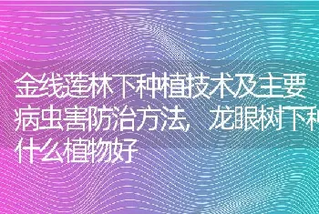 金线莲林下种植技术及主要病虫害防治方法