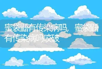 蜜袋鼯有传染病吗