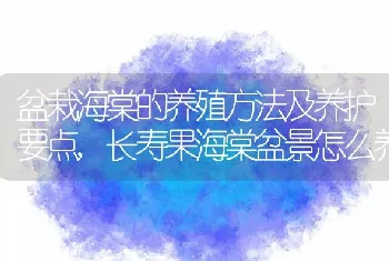 盆栽海棠的养殖方法及养护要点