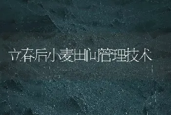 盆栽桂花怎么养?