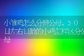 小雏鸡怎么分辨公母