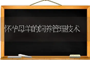 介绍几个甘蓝良种