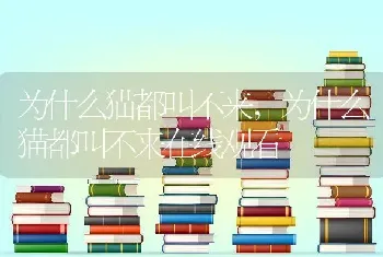 为什么猫都叫不来