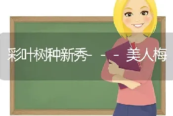 彩叶树种新秀---美人梅