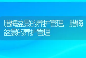 腊梅盆景的养护管理