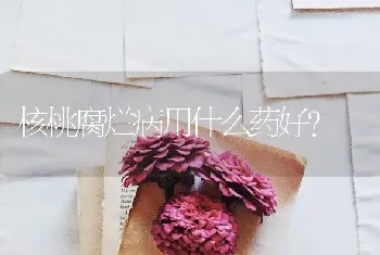 核桃腐烂病用什么药好?