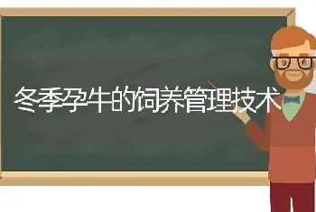 冬季孕牛的饲养管理技术