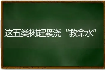 这五类树赶紧浇“救命水”