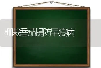 棚栽番茄提防早疫病