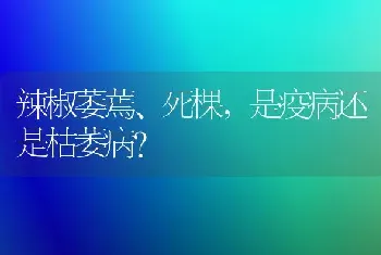 辣椒萎蔫、死棵,是疫病还是枯萎病?