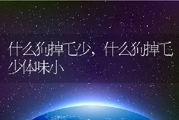 什么狗掉毛少,什么狗掉毛少体味小