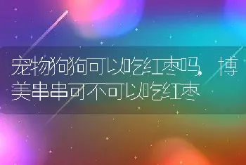 宠物狗狗可以吃红枣吗