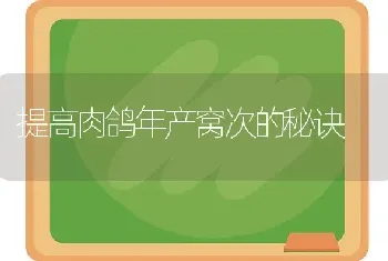 提高肉鸽年产窝次的秘诀