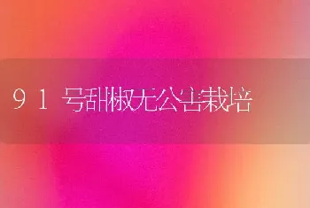 91号甜椒无公害栽培