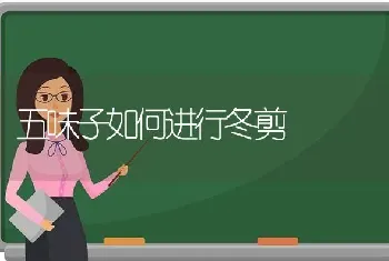 五味子如何进行冬剪