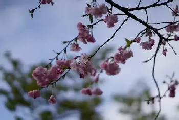 樱花有哪些品种