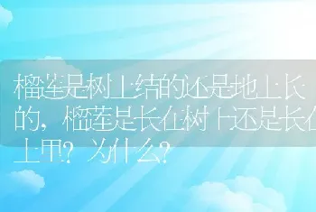 榴莲是树上结的还是地上长的