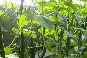 夏季种植黄瓜管理注意什么