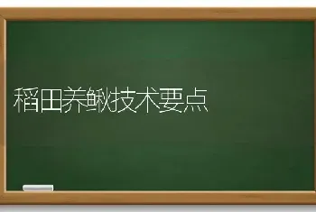 稻田养鳅技术要点