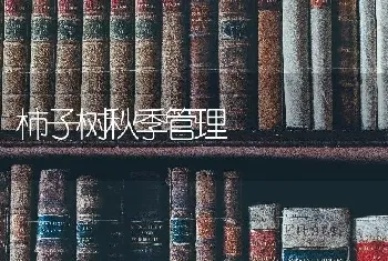 柿子树秋季管理