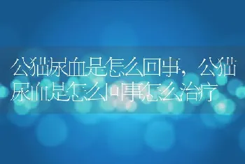 公猫尿血是怎么回事