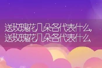 送玫瑰花几朵各代表什么