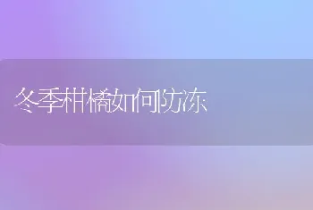 冬季柑橘如何防冻