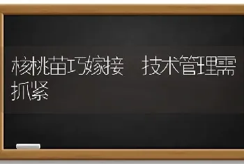 核桃苗巧嫁接 技术管理需抓紧