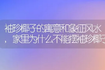 袖珍椰子的寓意和象征风水