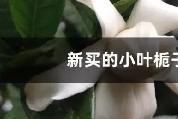 小叶栀子花怎么养家庭养法