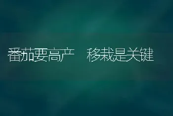 番茄要高产 移栽是关键