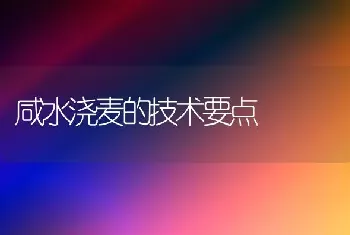 咸水浇麦的技术要点