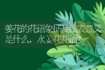 姜花的花语象征及代表意义是什么