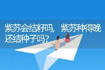 紫苏会结籽吗