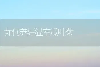 如何养好温室瓜叶菊