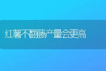 红薯不翻藤产量会更高