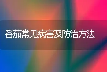 番茄常见病害及防治方法