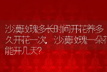 沙漠玫瑰多长时间开花养多久开花一次