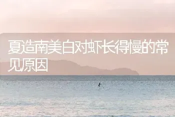 夏造南美白对虾长得慢的常见原因