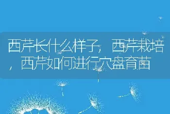 西芹长什么样子