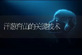 洋葱育苗的关键技术