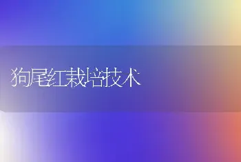 狗尾红栽培技术