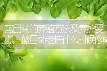 蓝目菊的养殖方法及养护要点